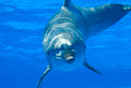 Os golfinhos são animais que fazem uso da ecolocalização