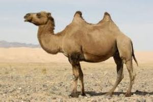 Camelus ferus: espécie que se encontra criticamente em perigo.