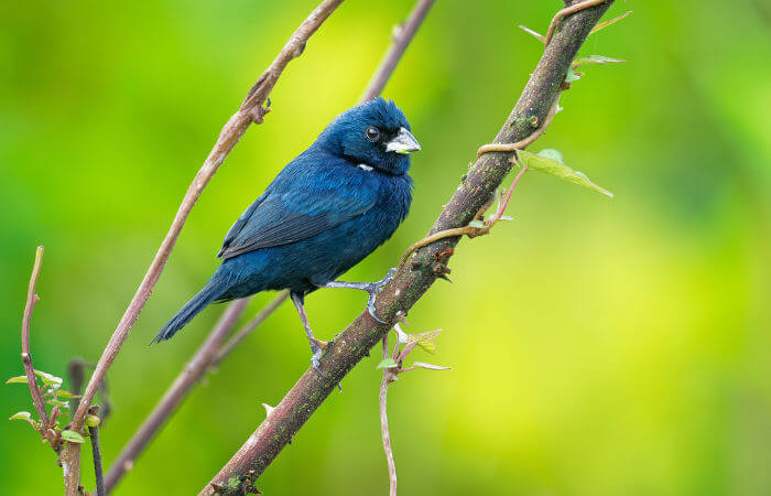 Sobre aves e pokémons - A Passarinhóloga