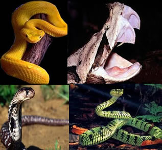 Serpentes. Características das serpentes - Mundo Educação