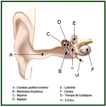Partes da orelha externa, orelha média e orelha interna