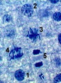 Fases da mitose da raiz de cebola. (1) interfase (2) prófase, (3) metáfase, (4) anáfase e (5) telófase. Fonte: Atlas de Histologia do ICB – UFG.
