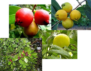 O araçá é uma fruta da mesma família da goiaba, por isso apresentam semelhanças.