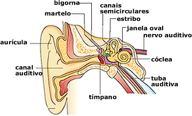 Organização interna da orelha humana