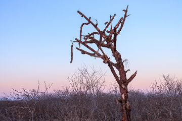 Caatinga Vegetação caducifólia da Caatinga, que perde as suas folhas no período da seca