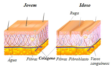 O colágeno está relacionado com a sustentação da pele