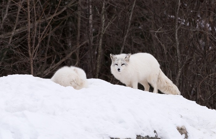 A raposa-do-ártico apresenta coloração branca, o que ajuda na camuflagem