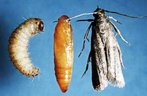 Larva, pupa e inseto adulto.