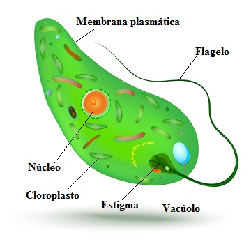 Observe as partes básicas de uma Euglena