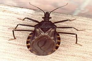 Agente transmissor da doença de chagas