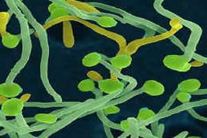 Ação do fungo penicillium sobre bactérias estafilococos