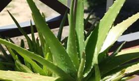 Babosa: uma planta multifuncional