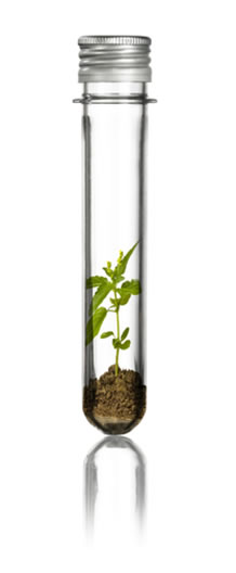 A produção de plásticos biodegradáveis, que possam ser facilmente degradados no meio ambiente, tem sido alvo de várias pesquisas