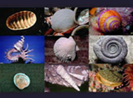 Representantes do Filo Mollusca.