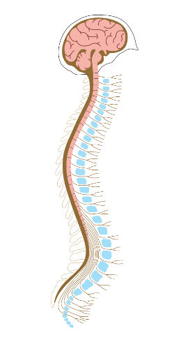 Painel de Anatomia Sistema Nervoso Mapas Escolares