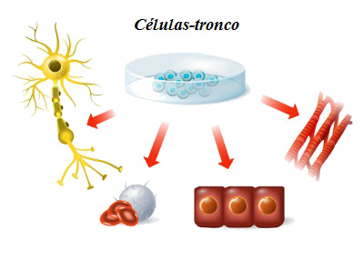 As células-tronco apresentam grande capacidade de diferenciação