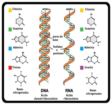 O RNA é formado a partir de uma fita da molécula de DNA