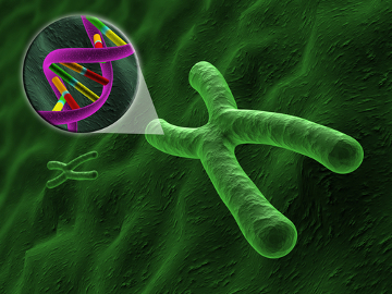 Nos cromossomos estão localizados os genes que determinam nossas características