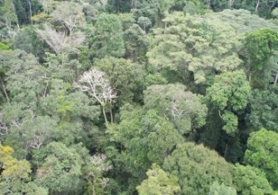 Aparentemente a floresta Amazônica é homogênea.