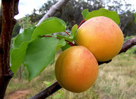 História do Damasco e Origem da Fruta