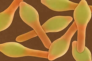 Clostridium botulinum: bactéria cuja toxina causa os sintomas do botulismo. 