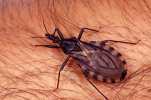 Triatoma infestans: principal transmissor do parasita da doença de Chagas. 