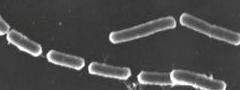 Bacilos bacterianos