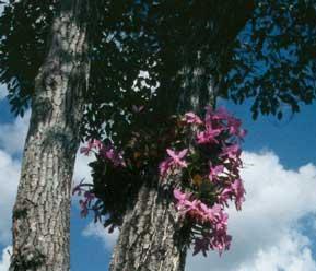 Orquídeas (plantas epífitas), um exemplo de inquilinismo vegetal.