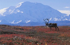 Típica paisagem de tundra.