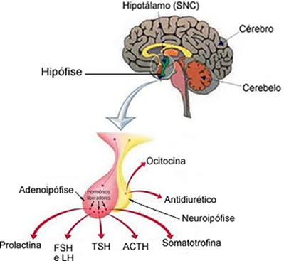 A hipófise se divide em adenoipófise e neuroipófise