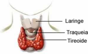 Tireoide Hormonios Produzidos Pela Tireoide Mundo Educacao