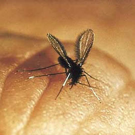 Mosquito vetor da doença.