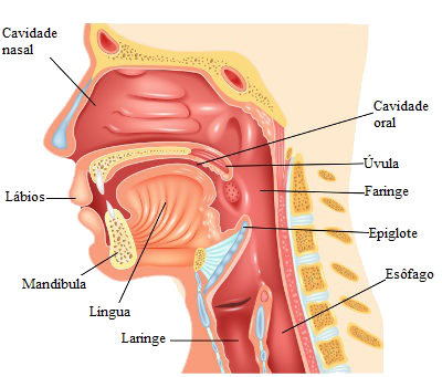 A epiglote é uma estrutura cartilaginosa localizada na laringe