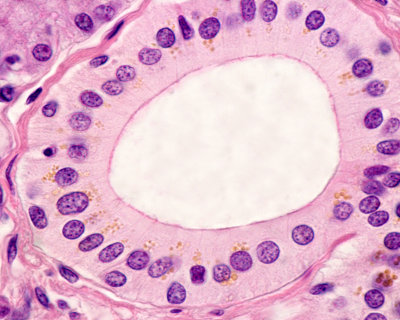 O tecido epitelial apresenta células bastante unidas e pouco material extracelular