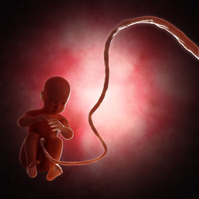 O cordão umbilical conecta o bebê em desenvolvimento à placenta