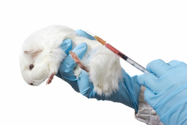 Antes de testar um medicamento em humanos, normalmente são realizados testes com animais