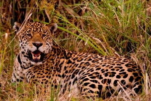 A onça-pintada é um animal de hábitos solitários.