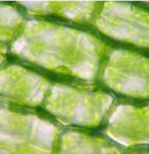 Cloroplastos em células vegetais.