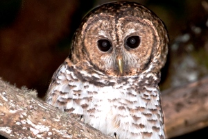 Coruja-listrada (Strix hylophila): espécie que se encontra quase ameaçada de extinção.