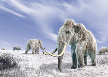 Os mamutes são animais extintos em nosso planeta