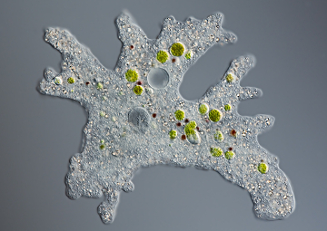 A ameba alimenta-se por fagocitose, um tipo de endocitose