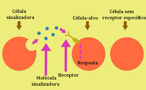 Esquema simplificado do processo de sinalização celular