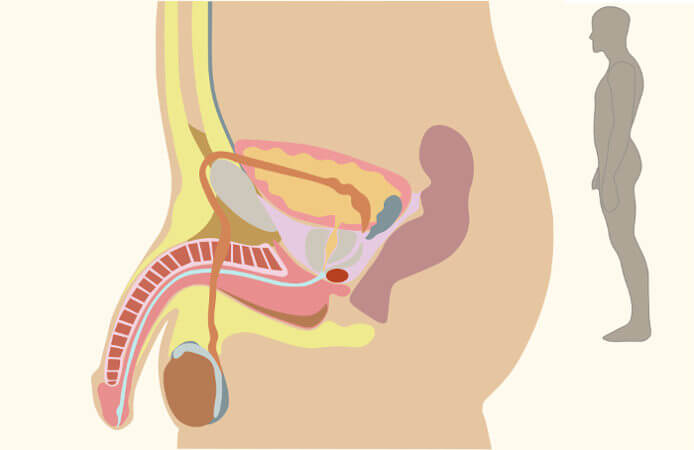 O pênis é o órgão masculino relacionado com a reprodução.