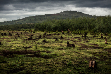 Desmatamento O desmatamento é um processo de elevado impacto ambiental