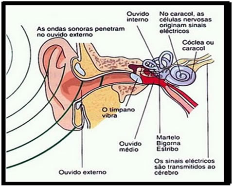 As divisões do ouvido humano