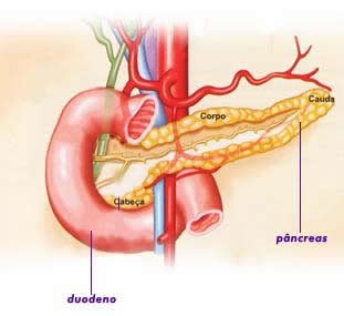 A estrutura anatômica do pâncreas.
