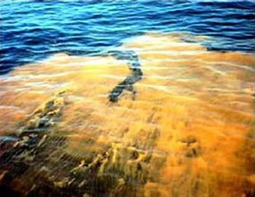 O fenômeno causado pela proliferação de algas dinoflageladas.