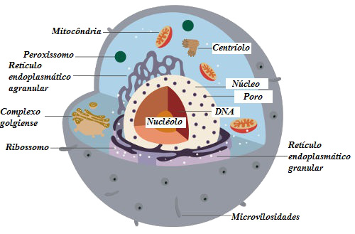As organelas celulares estão localizadas no citoplasma da célula