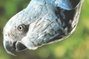 Ararinha azul (<i>Cyanopsitta spixii</i>): espécie que se encontra criticamente em perigo de extinção.