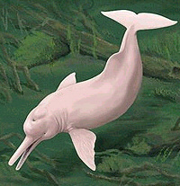 Boto Cor-de-rosa